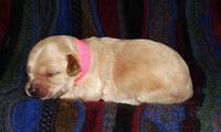 pink 1 wk (23)