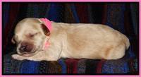 pink 1 wk (7)
