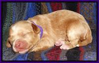 Sky Reagan pups 1 wk old 51