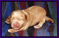 Sky Reagan pups 1 wk old 61