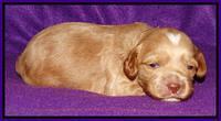 Sky Reagan pups 2 wk old 81