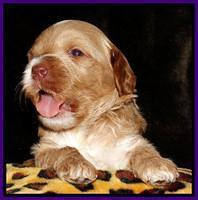 Sky Reagan pups 3 wks old 41