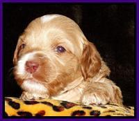 Sky Reagan pups 3 wks old 51