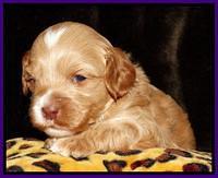 Sky Reagan pups 3 wks old 61