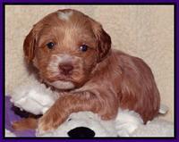 Sky Reagan pups 4 weeks old 61