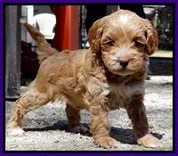 Sky Reagan pups 5 wks old 122