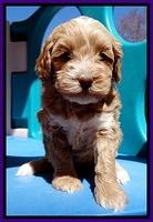 Sky Reagan pups 5 wks old 82