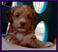 Sky Reagan pups 5 wks old 92