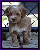 Sky Reagan pups 6 wks old 51