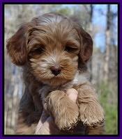 Sky Reagan pups 6 wks old 71