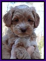 Sky Reagan pups 6 wks old 81