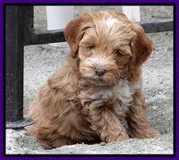 Sky Reagan pups 7 wks old 131