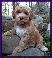 Sky Reagan pups 8 wks old 22