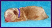 Sky Reagan pups Newborn 91