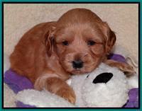 Sky Reagan pups 4 weeks old 101