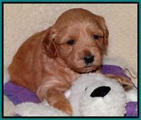 Sky Reagan pups 4 weeks old 111