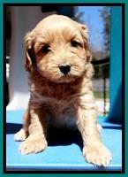 Sky Reagan pups 5 wks old 142
