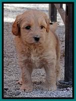 Sky Reagan pups 5 wks old 182