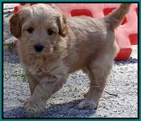 Sky Reagan pups 6 wks old 101