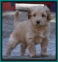 Sky Reagan pups 6 wks old 131