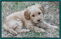 Sky Reagan pups 7 wks old 151