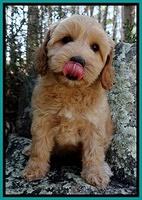 Sky Reagan pups 8 wks old 31