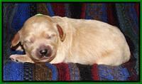 Sky Reagan pups 1 wk old 131