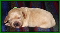 Sky Reagan pups 1 wk old 151