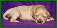 Sky Reagan pups 2 wk old 121
