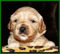 Sky Reagan pups 3 wks old 111