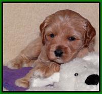 Sky Reagan pups 4 weeks old 231