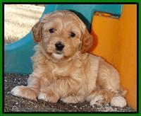 Sky Reagan pups 5 wks old 332