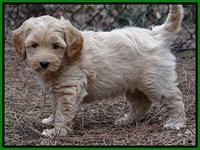 Sky Reagan pups 7 wks old 41