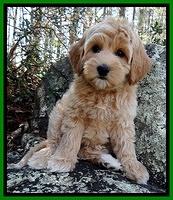 Sky Reagan pups 8 wks old 111