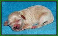 Sky Reagan pups Newborn 151