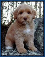 SCL breeding: McRae guardian: Wild Blue Yonder "Pilot"