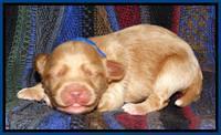 Sky Reagan pups 1 wk old 181