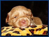 Sky Reagan pups 3 wks old 121