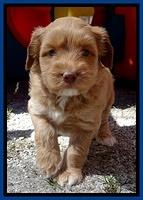 Sky Reagan pups 5 wks old 212