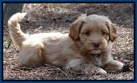 Sky Reagan pups 7 wks old 241