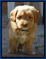 Sky Reagan pups 7 wks old 261