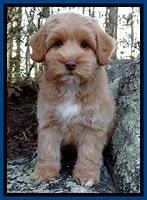 Sky Reagan pups 8 wks old 62