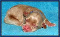 Sky Reagan pups Newborn 191