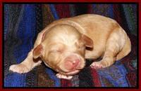 Sky Reagan pups 1 wk old 231