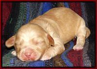Sky Reagan pups 1 wk old 251
