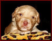 Sky Reagan pups 3 wks old 151