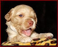 Sky Reagan pups 3 wks old 161