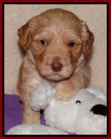 Sky Reagan pups 4 weeks old 161