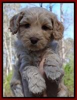 Sky Reagan pups 6 wks old 211