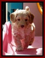 Sky Reagan pups 6 wks old 221